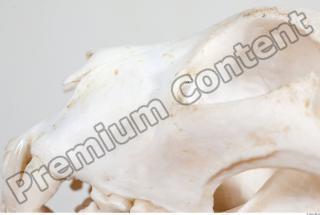 Skull photo reference 0051